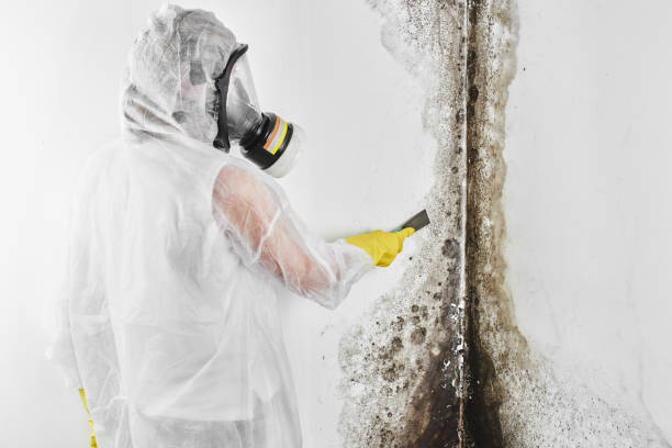 Professional Mold Remediation in Palestine, IL