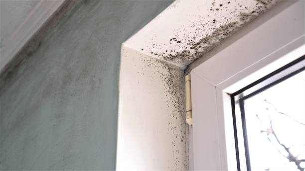 Best Basement Mold Remediation in Palestine, IL