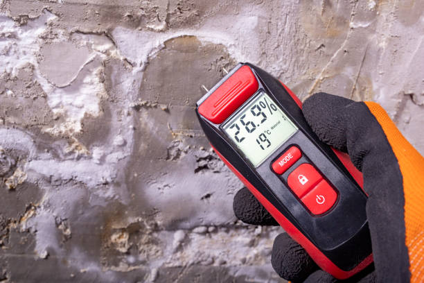 Best Industrial Mold Remediation in Palestine, IL