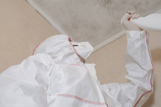 Best Attic Mold Remediation in Palestine, IL