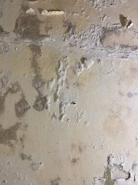 Best HVAC Mold Remediation in Palestine, IL
