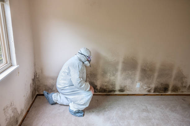 Best Black Mold Remediation in Palestine, IL