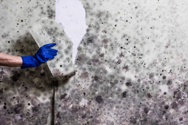Best Insurance-Related Mold Remediation in Palestine, IL