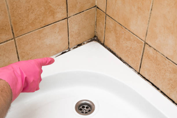 Best White Mold Remediation in Palestine, IL